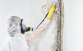 Best Water Damage & Mold Remediation  in Glen Dale, WV